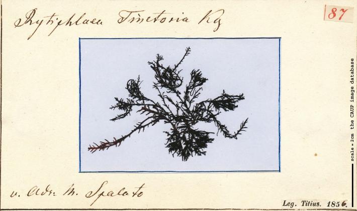 Rytiphlaea tinctoria_87.jpg